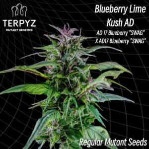 Blueberry Lime Kush AD Regular Seeds - TerpyZ Mutant Genetics