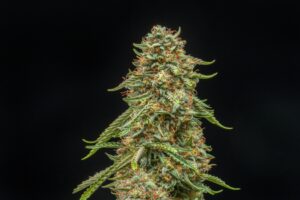 Turtle Taffy Auto Feminized Seeds - Atlas Seed