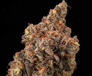 Banjerine FAST Feminized Seeds - Atlas Seed
