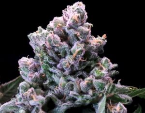 Huckleberry Pie FAST Feminized Seeds - Atlas Seed