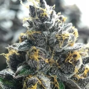 Divorce Cake Feminized Seeds - Atlas Seed