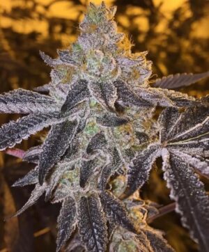 Gopher Glue FAST Feminized Seeds - Atlas Seed