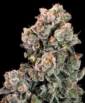 Slurpicane FAST Feminized Seeds - Atlas Seed