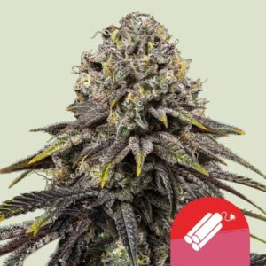 Dynamite Diesel Feminized Seeds - Royal Queen Seeds
