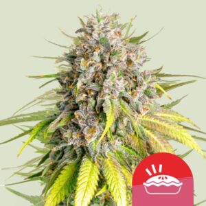 Punch Pie Feminized Seeds - Royal Queen Seeds