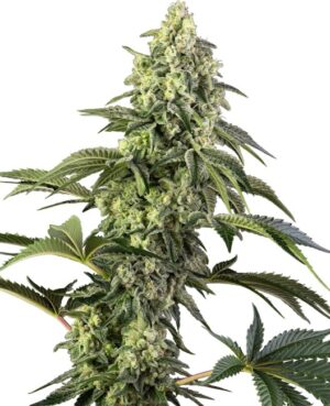 Cosmic Kiss Feminized Seeds - Sensi Seeds