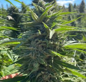 Wedding Cake Auto Feminized Seeds - Atlas Seed