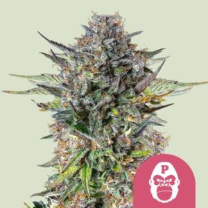 Pink Gorilla Feminized Seeds - Royal Queen Seeds