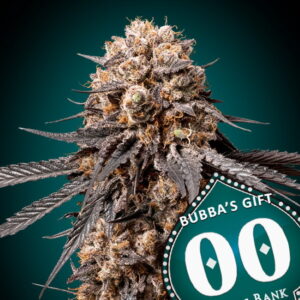 Bubba's Gift Feminized Seeds - 00 Seeds