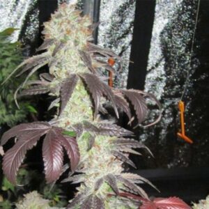 Black Kush Feminized Seeds - Cali Connection