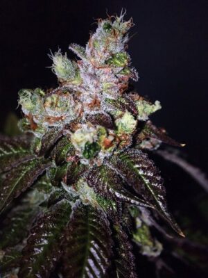 Island Punch Auto Feminized Seeds - Cali Connection