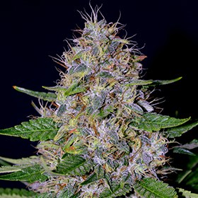 Apple Crumble Feminized Seeds - G13 Labs