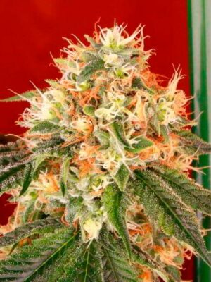 Deadhead OG Auto Feminized Seeds - Cali Connection