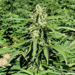 Limonene CBG Feminized Seeds - Trilogene Seeds
