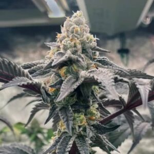 Hasbulla Feminized Seeds - Trilogene Seeds
