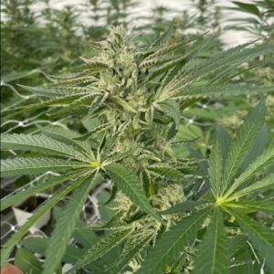 Latte Lato Feminized Seeds - Trilogene Seeds