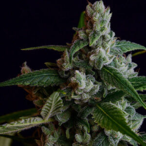 OGLA78 Bx Regular Seeds - Green Bodhi