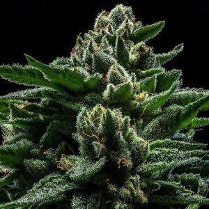 DO-G by Ripper Seeds