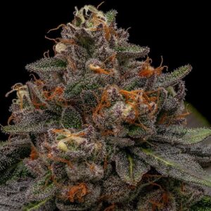Korenji by Ripper Seeds