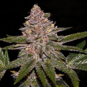 Radical Juice by Ripper Seeds