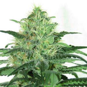 Sideral by Ripper Seeds