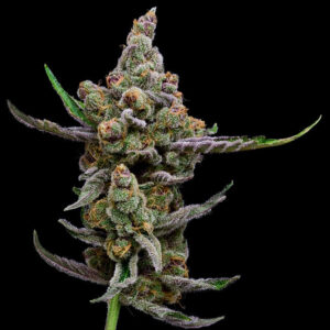 Sail Haten Feminized Seeds - Green Bodhi