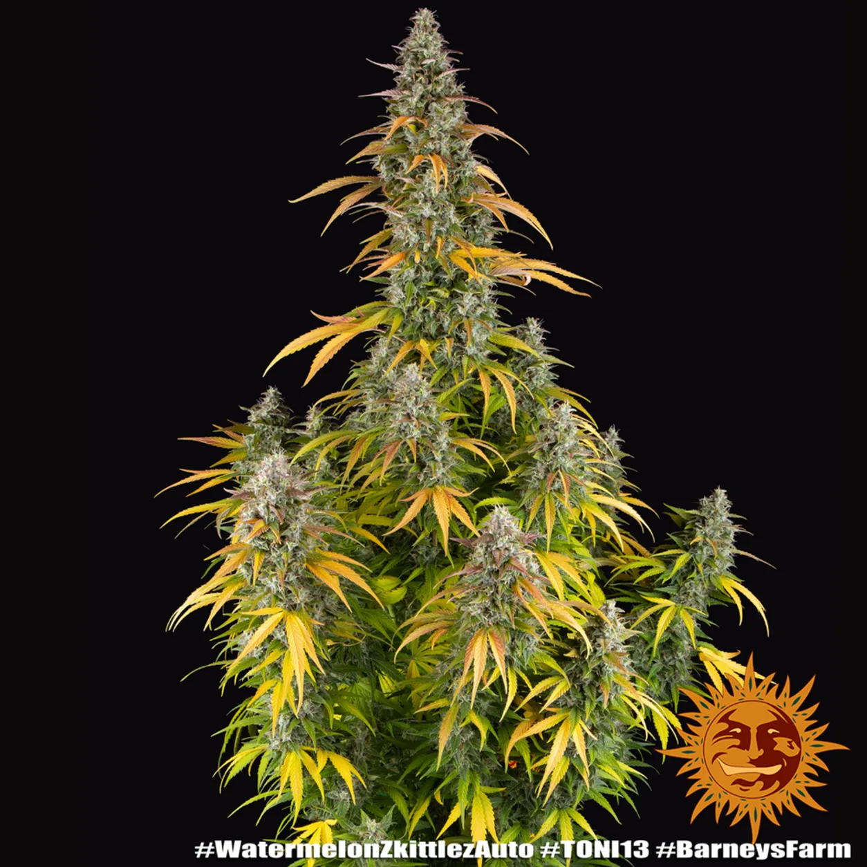 Watermelon Z Auto Seeds by Barney's Farm