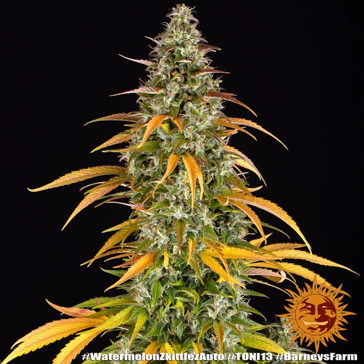 Watermelon Z Auto Seeds by Barney's Farm