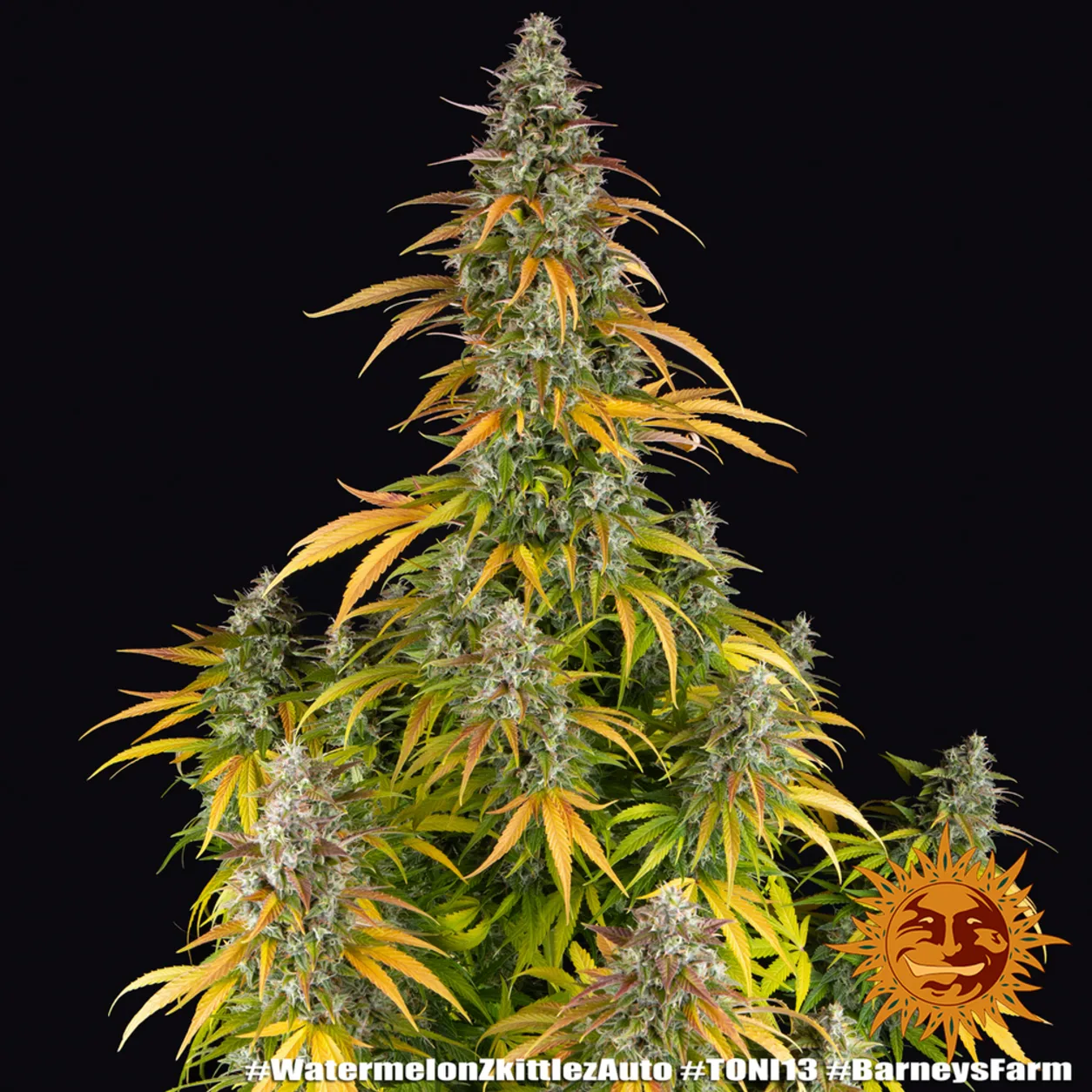 Watermelon Z Auto Seeds by Barney's Farm