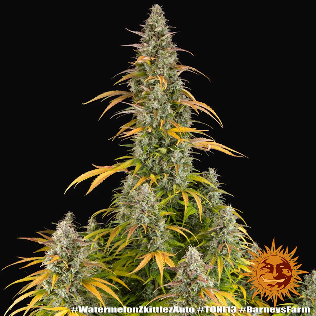 Watermelon Z Auto Seeds by Barney's Farm