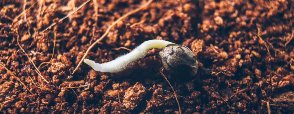 A cannabis seed viable