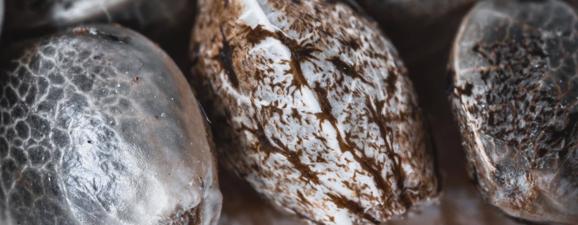 What Do Weed Seeds Look Like?