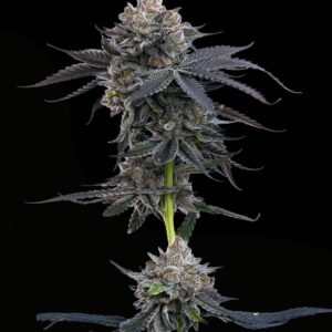 Cherry Runtz Feminized Seeds by Mavericks Genetics