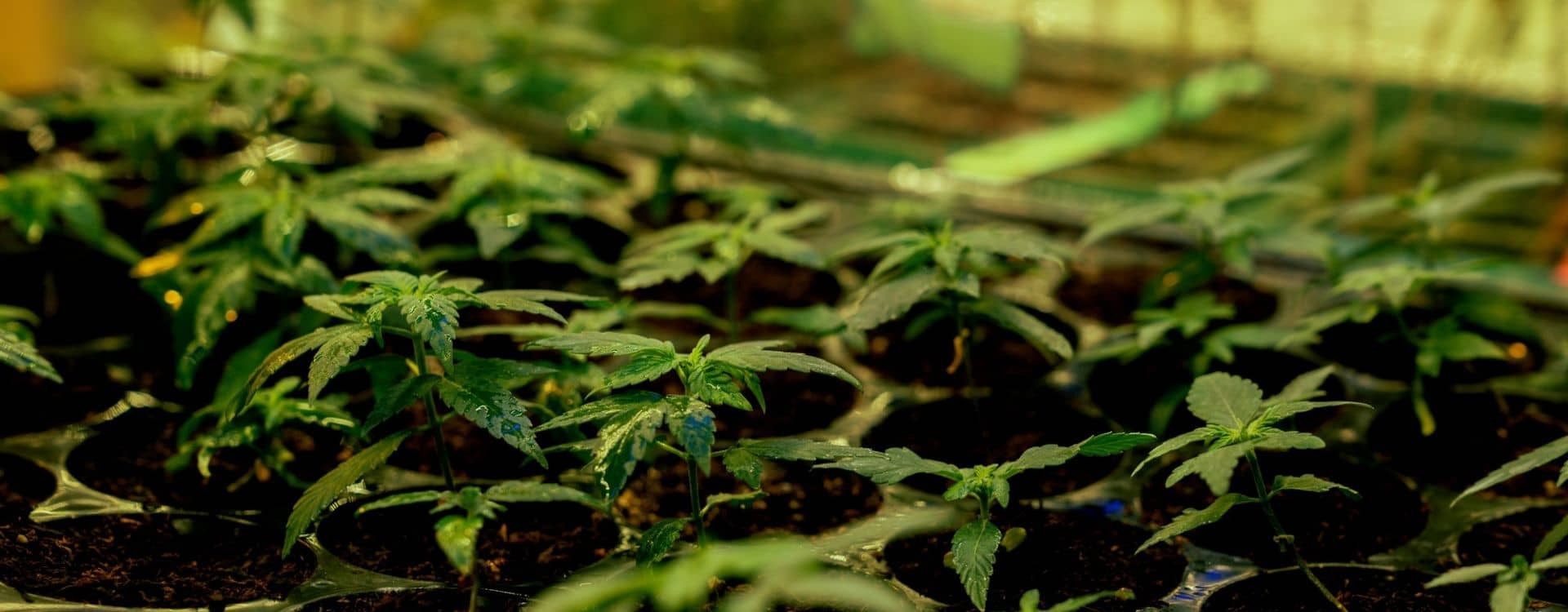 How to Care for Young Cannabis Seedlings