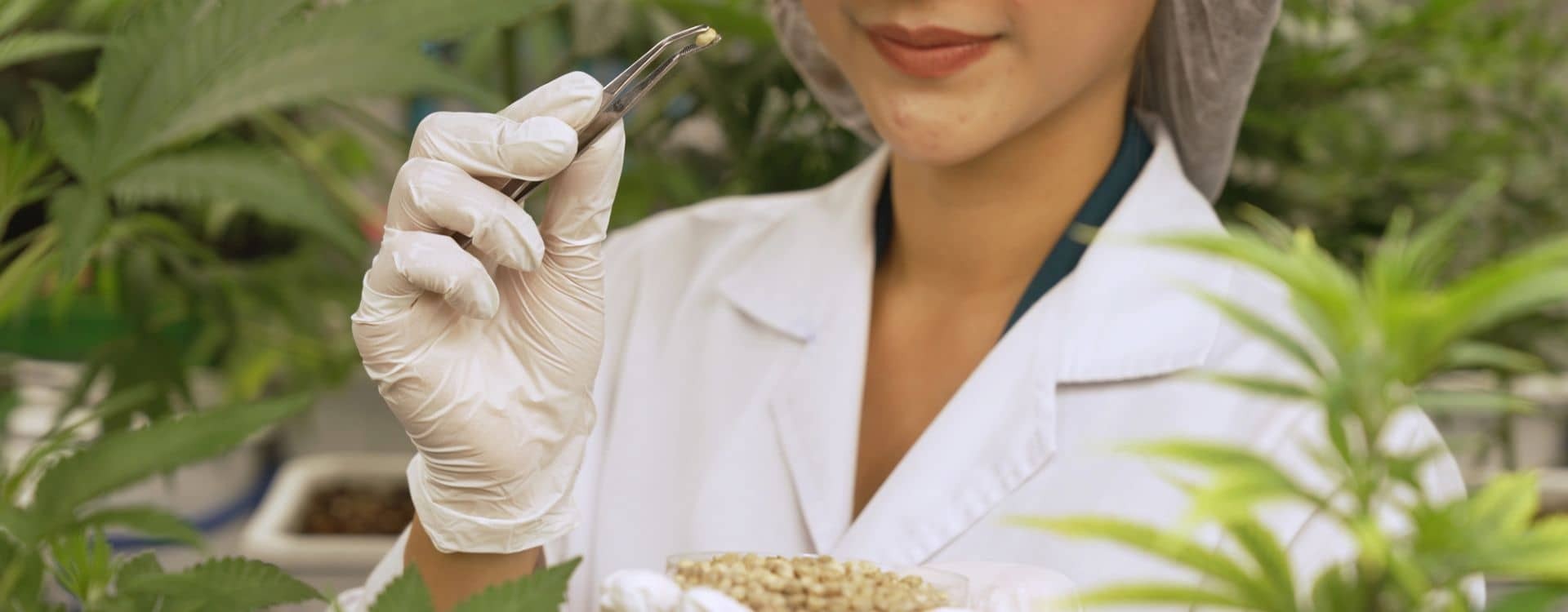 How to Store Cannabis Seeds for Long-Term Viability