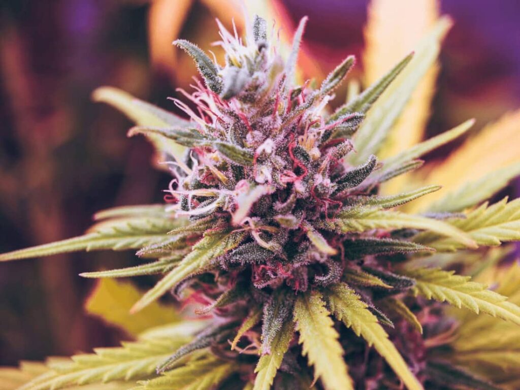 What Makes Weed Purple