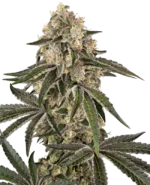 0001294_sunset-peach-feminized-seeds_800