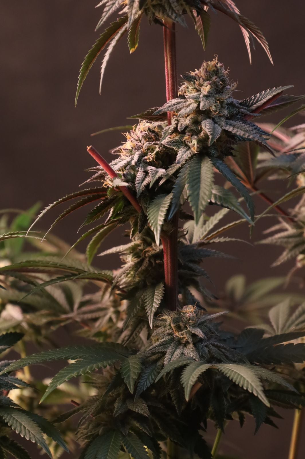 Lemon Cherry Runtz - Image 3