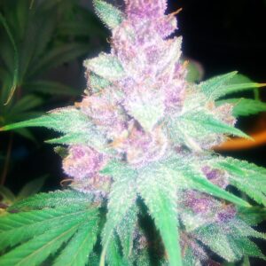 Grape Kush