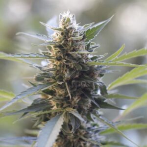 Northern Lights x Skunk