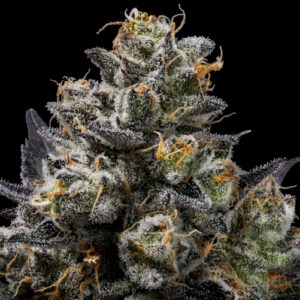 Purple Afghan Kush Regular