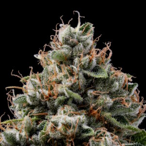 Sour Best Afghani Regular