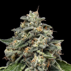 Kosher Afghan Kush Regular