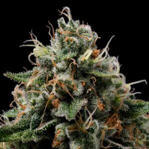 Northern Afghani Lights Regular