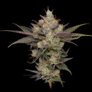 Northern Lights OG Regular