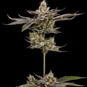 Northern Lemons Regular