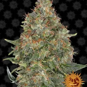 Pineapple Express Auto Seeds by Barney's Farm