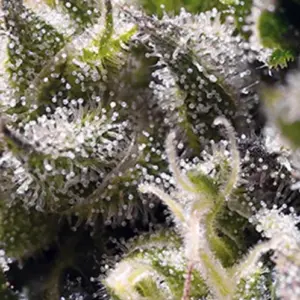 Cream Caramel Auto Seeds by Sweet Seeds