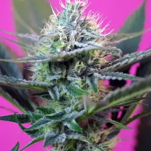 +Speed Auto Seeds by Sweet Seeds
