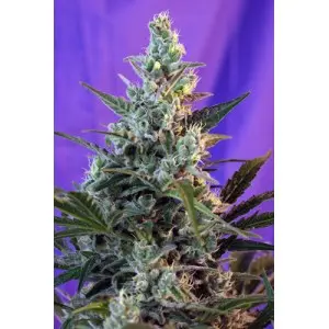 Sweet Skunk Auto Seeds by Sweet Seeds